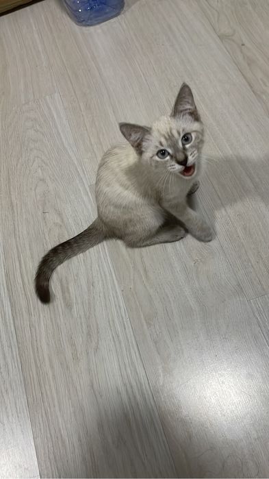 Отдам котенка в хорошие руки