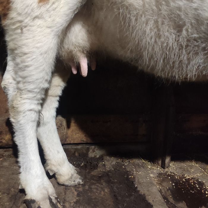 Продам дойную корову!