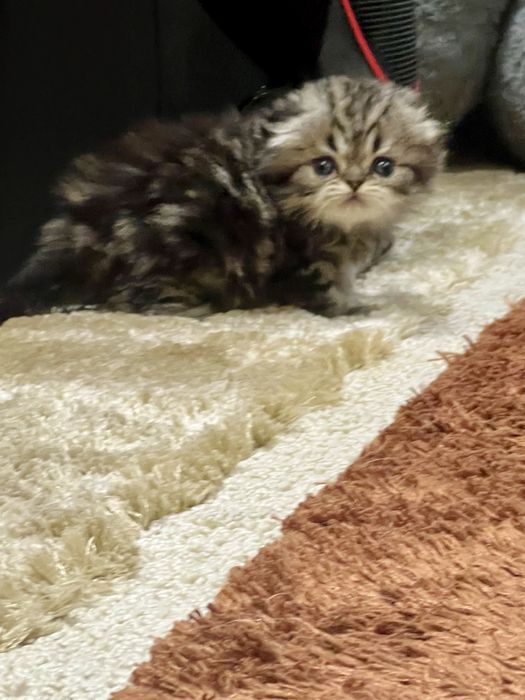 Шотланский Скотиш Фолд!