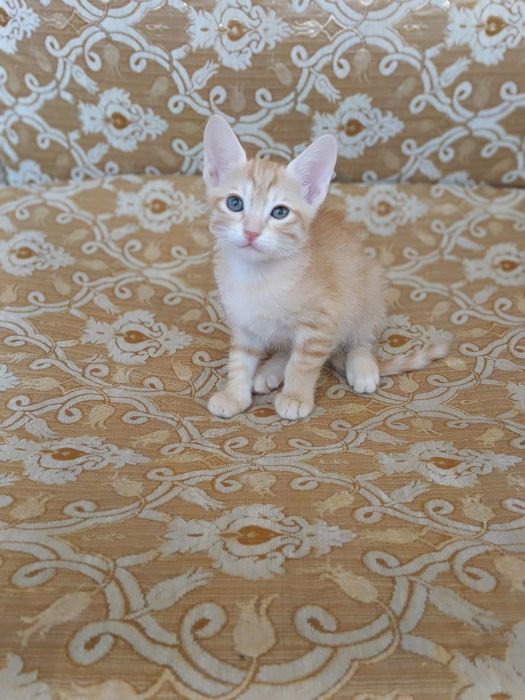 Отдам котята в добрые руки