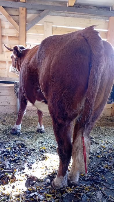 Vînd 2 vaci una la prima fătare și una la a 2 fătare