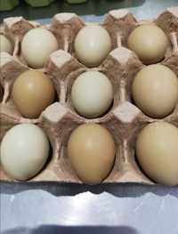 Яйцо фазана инкубационное
