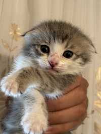 Scottish Fold mushuk