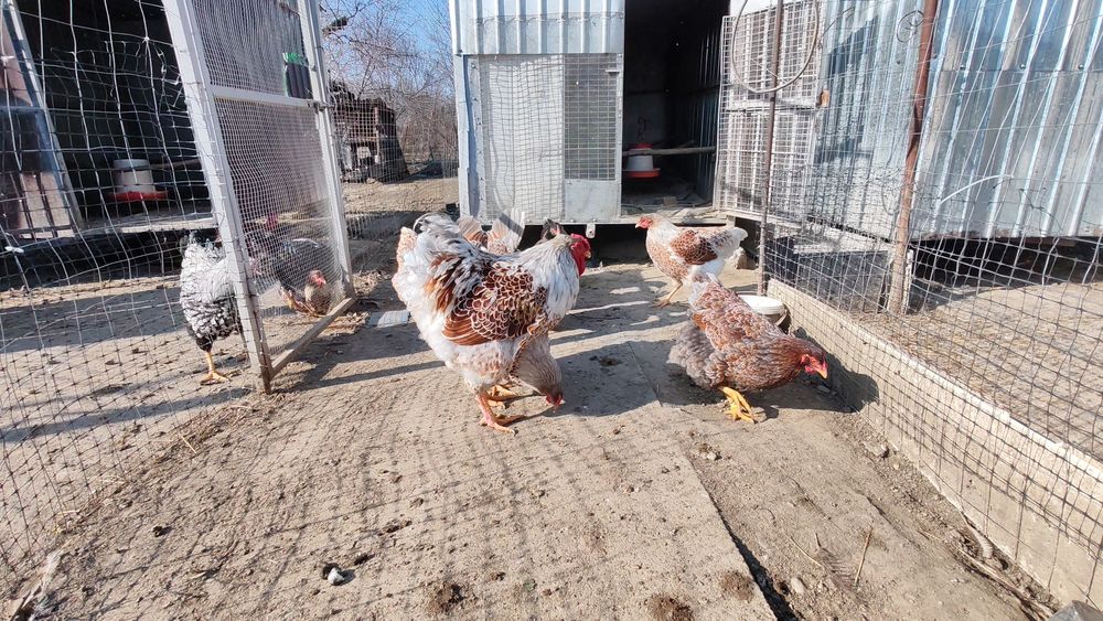 Ouă pt incubat wyandotte albastru auriu