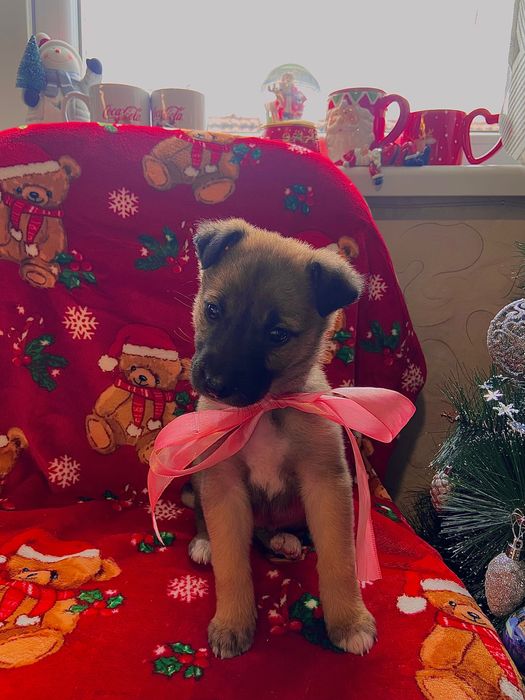 Бебе кученце, момиче