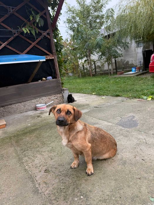 Catelusi pentru adoptie