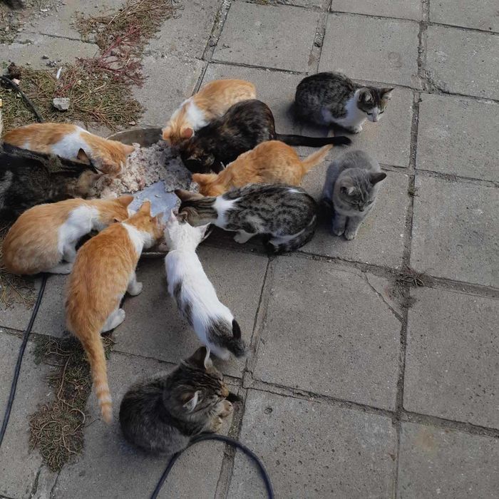 Подаряват се 20 свободни котенца