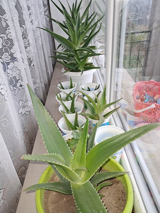 Алое вера растения