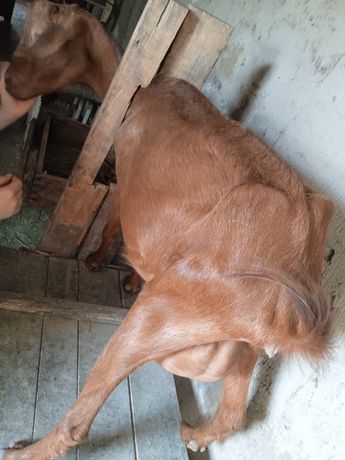 Продам дойную козу порода помесь альпийская метис Заанен