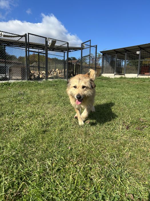 Catel pentru adoptie