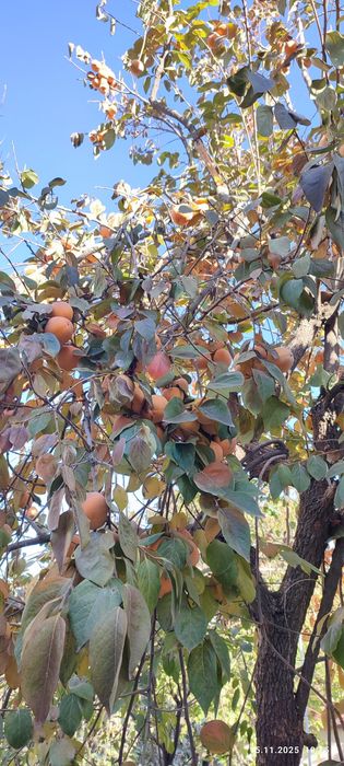 Хурма зимняя, hurmo qishlik, шоколад эмас