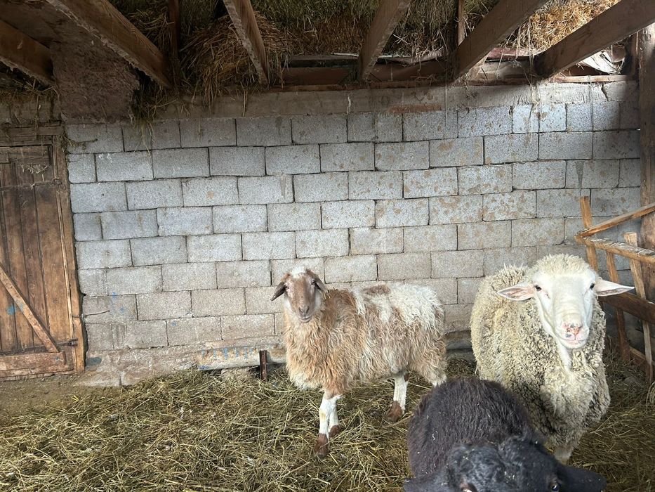 продам матку срочно