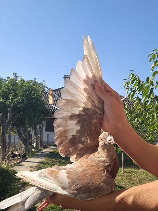 Porumbei Voiajori Masculi