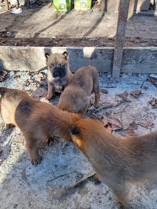 Белгийски овчарки