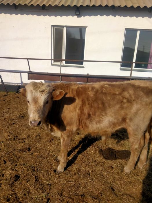 Продам бычка Породистый годовалый!