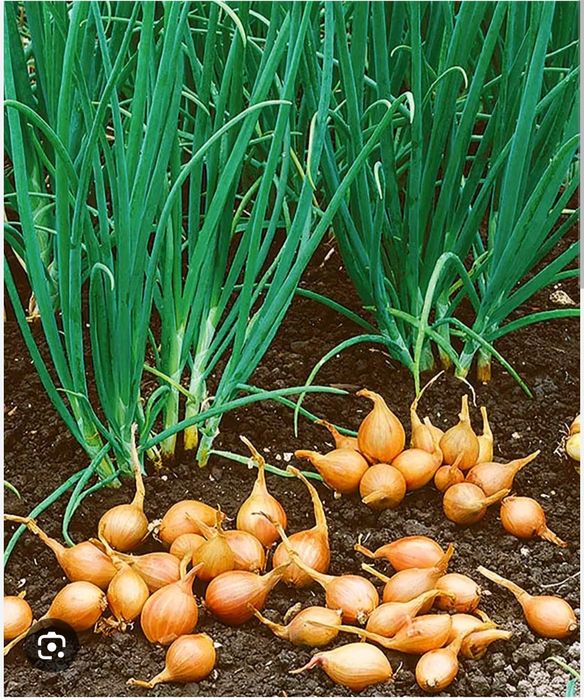 Продам домашний картофель сорт Киви,  домашнюю капусту  свежую,.