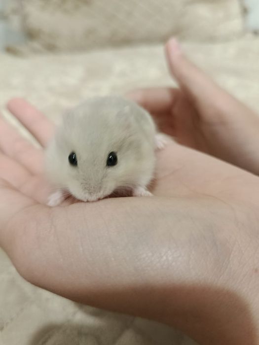 Джунгарский хомячок