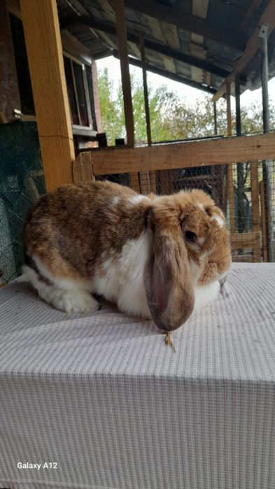 Femele berbec german