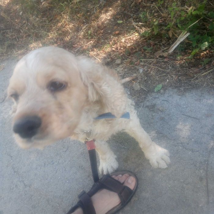 Кокер шпаньол продавам