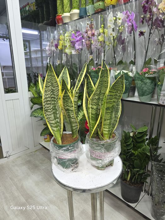 Продается Сансевиерия