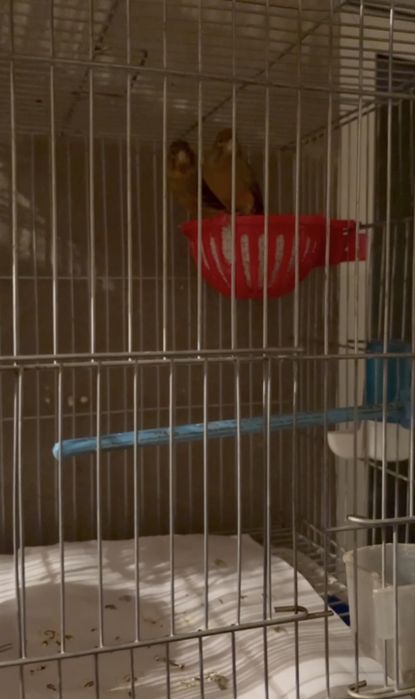 Kanareyka jup par красный дерево пар