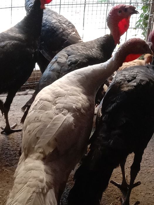 Продам Израильский индюков порода хорошая вес от 8 кг до 10  гигант