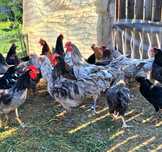 Cocoșei de anul acesta de Australorp