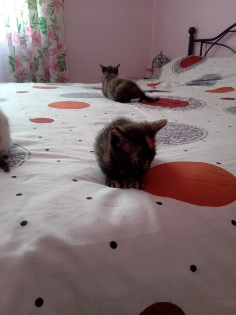 Micuțe prințese blanoase