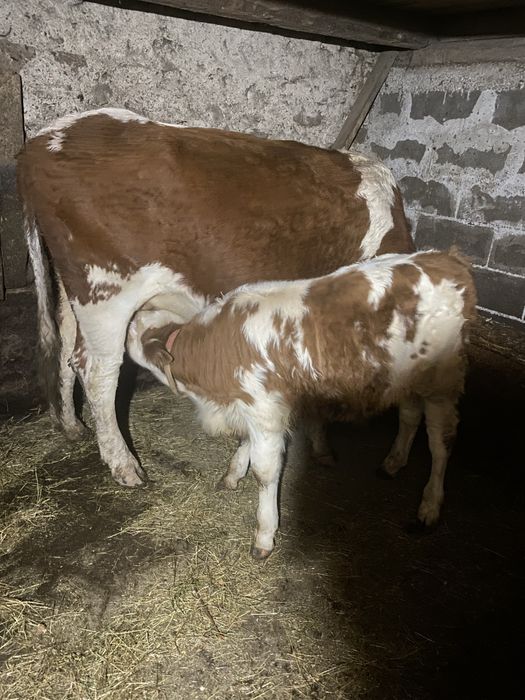 Vând vițel. Sat Șerel. Com Pui