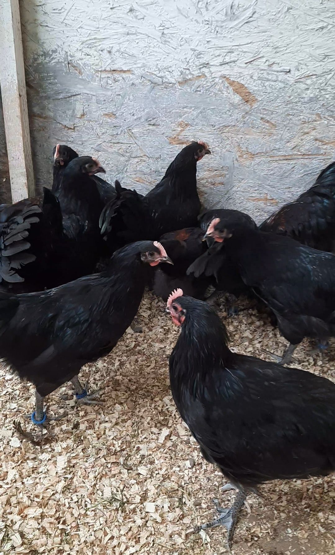 Cocoșei tineri Australorp Negru și Marans