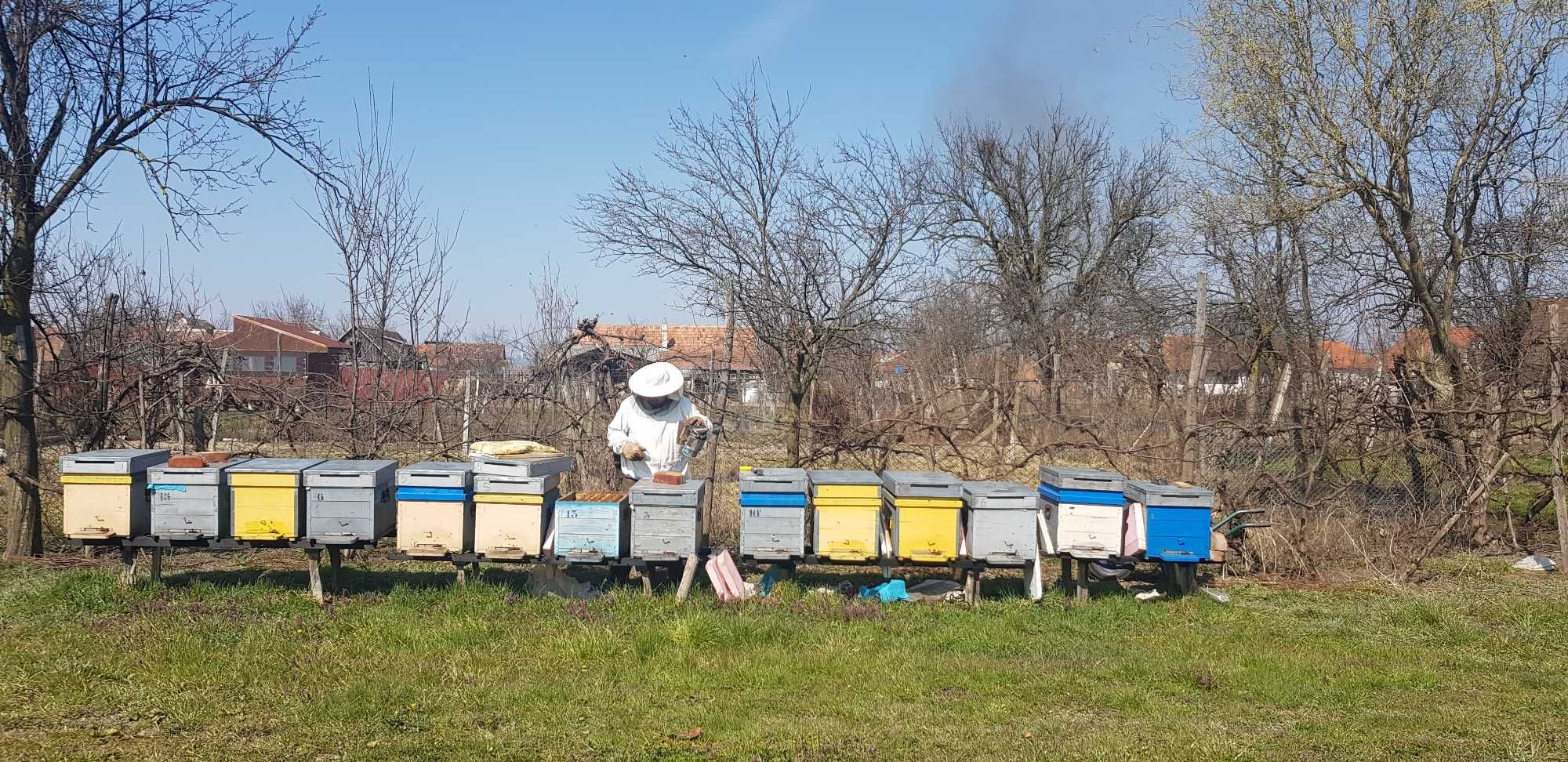 Miere albine BIO salcâm - tei - mur