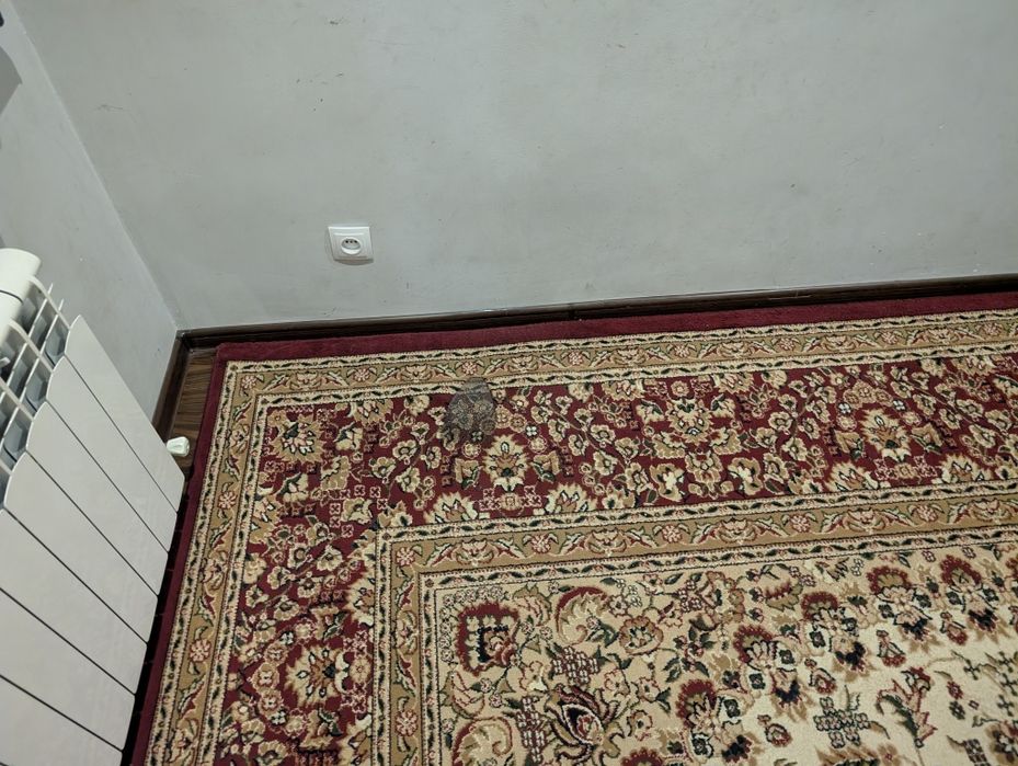 Срочно продаю из дома диван и коверы