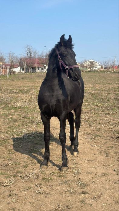 Manz armasar frizian