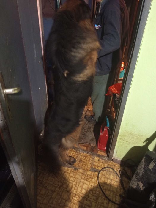 Продавам Немски овчарки