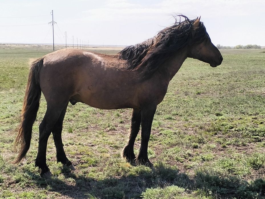 Мұғалжар ағыр без док.