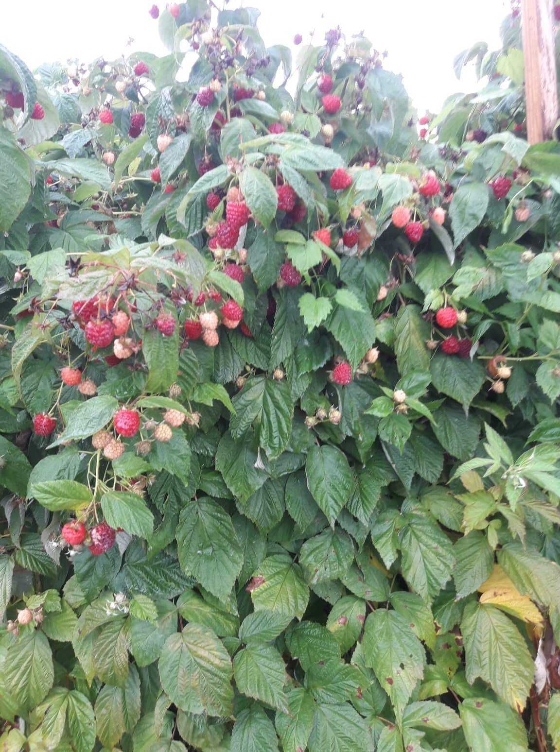 Целогодишни сортове ягоди и малини