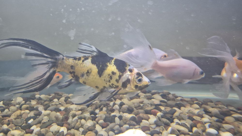 Аквариумные рыбы, комета, красная шапочка