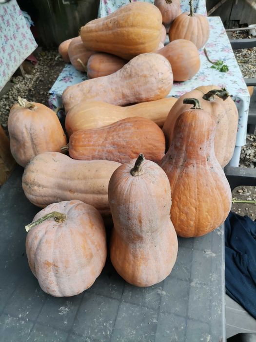 Dovleci de plăcintă și decor