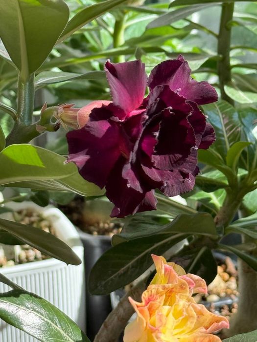 Продаю адениумы разных сортов