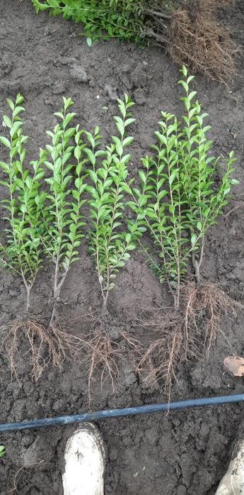 Жив плет Лигуструм