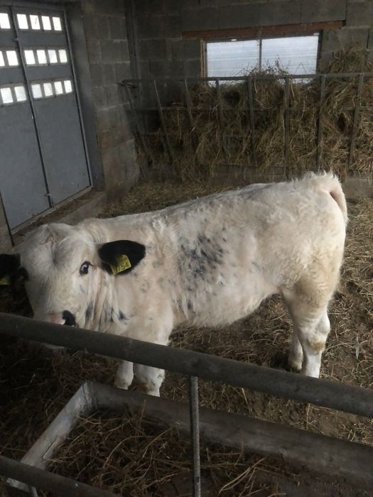 Tauras albastru belgian