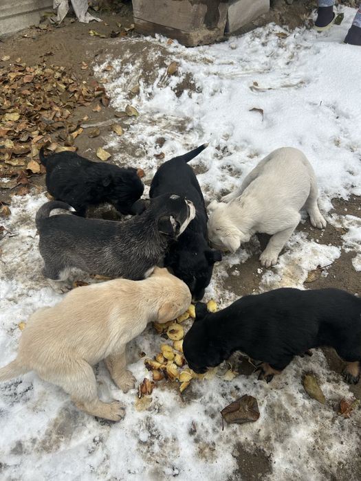 Отдам щенят в хорошие руки