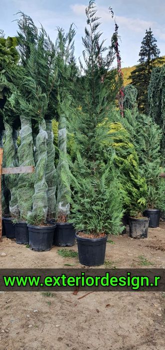 Leylandii ( cupressocyparis) - gard viu Leylandii