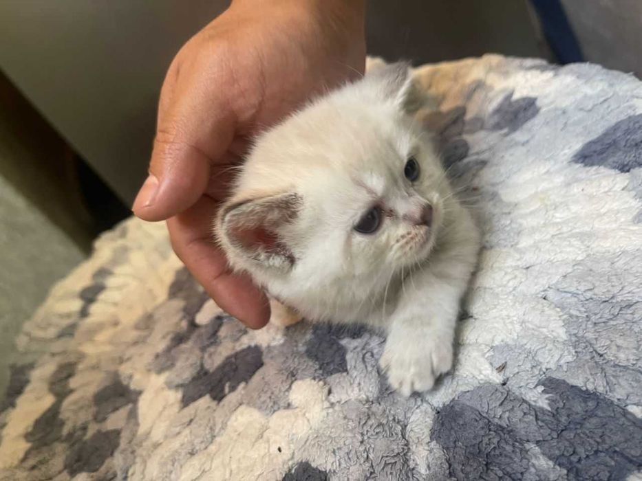 шотландские котята