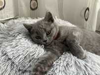 Pisicuta British Shorthair gri-2 luni, cu vaccin si carnet de sanatate