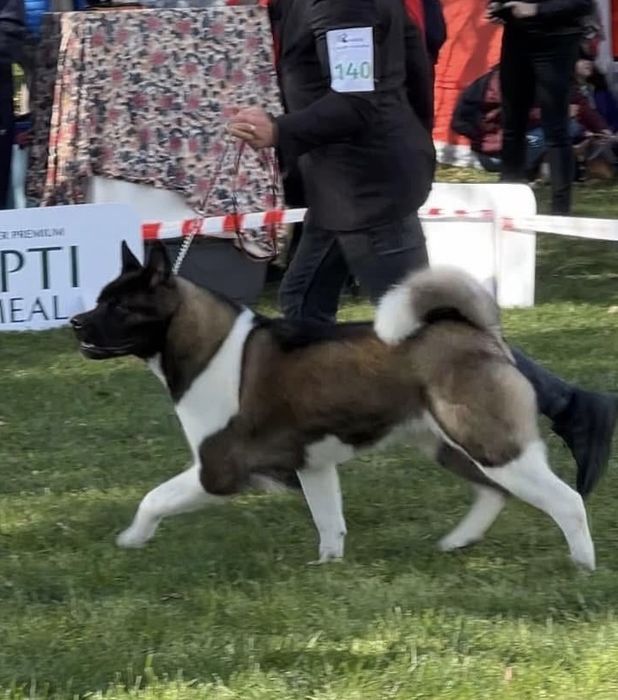 Femela american akita cu certificat pedigree