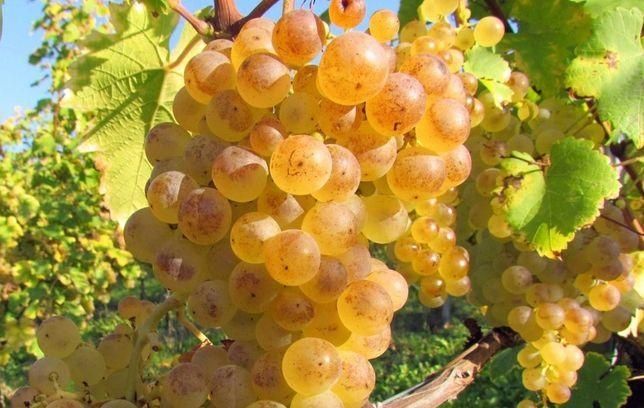 Struguri pentru vin