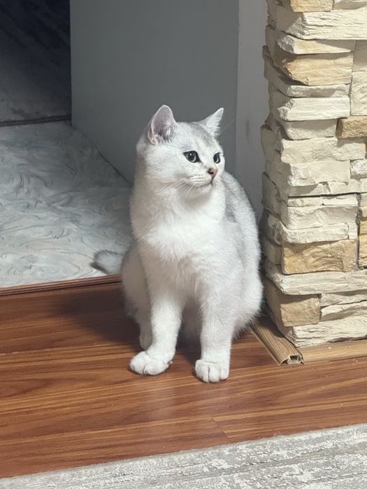 Котенок, Британец 3 мес