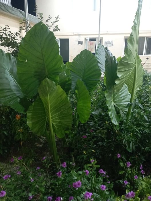 Цветкы АРМА для огорода.