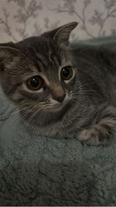 Британская вислоухая